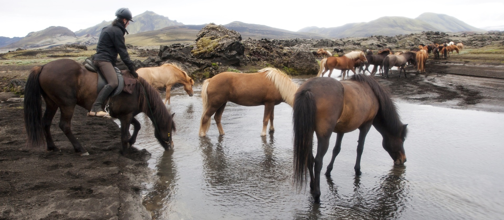 Nýr vefur Horses of Iceland, uppgangur á samfélagsmiðlum o.fl.