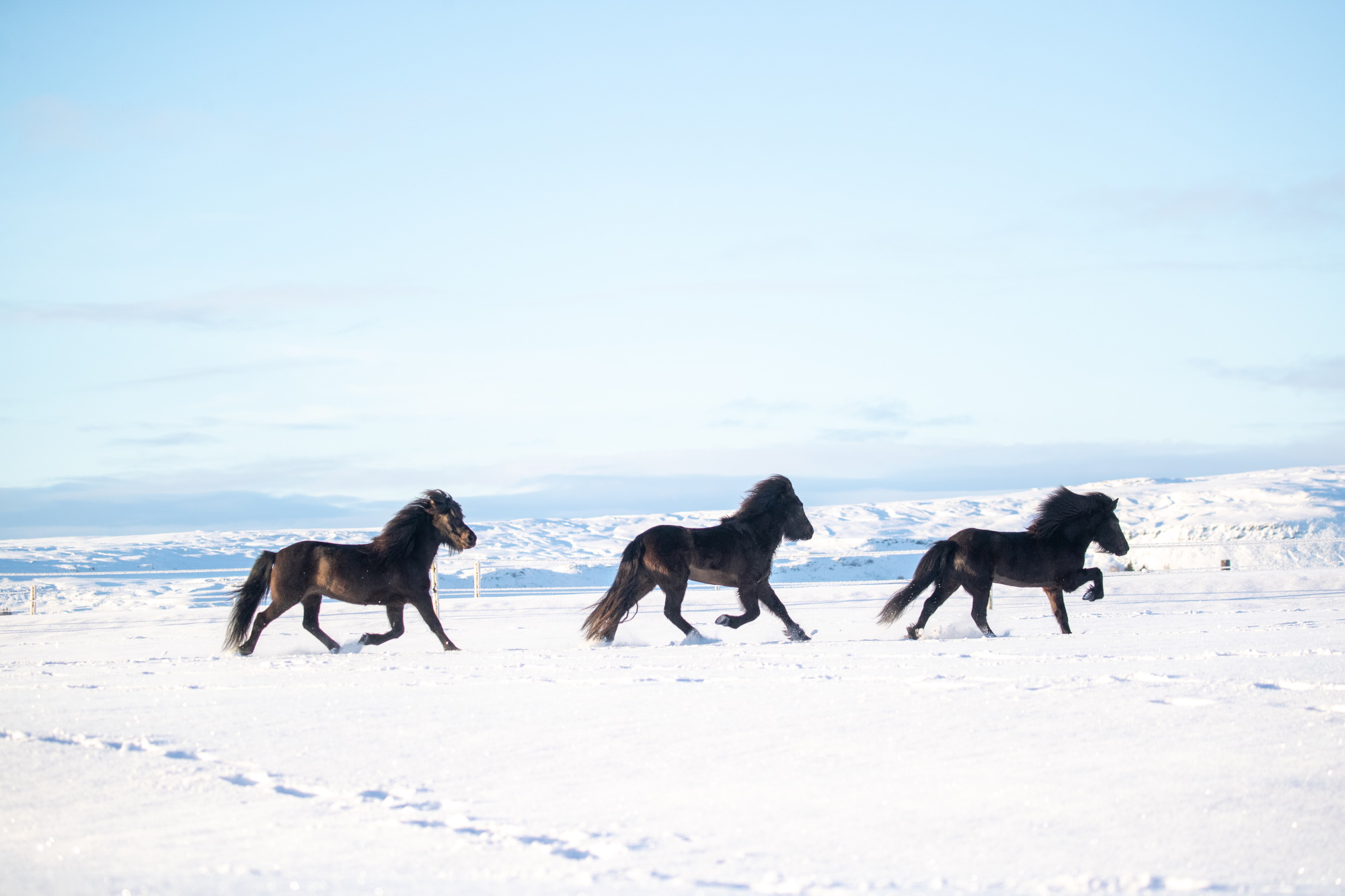 Horses of Iceland markaðsverkefnið framlengt